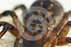 A big ugly bouncing spider tarantula is sitting on the ground on a white background. Eyes and fangs of an adult hairy wolf spider