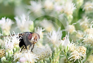 A big ugly fly in some beautiful white flowers