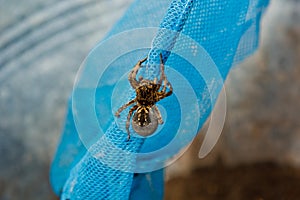 A big ugly jumping spider tarantula is sitting on a net. adult hairy wolf spider crawling close up macro