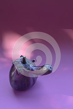 Big ugly purple eggplant on a paper purple background. Organic vegetable Solanum melongena. Conscious eating concept.