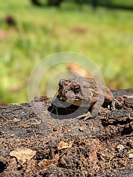 Big ugly toady on ground close-up macro