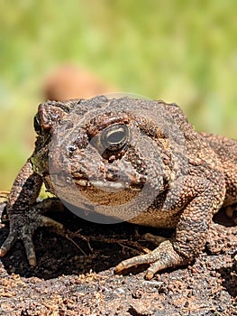 Big ugly toady on ground close-up macro