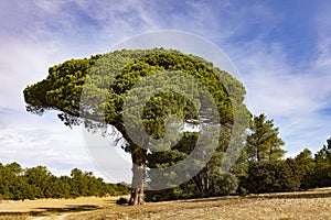 Big umbrella pine tree in La Horra, Burgos, Spain