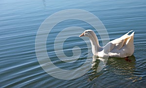 big undisturbed white goose swims in the pond