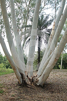 Big unique tree at forest in Thailand .
