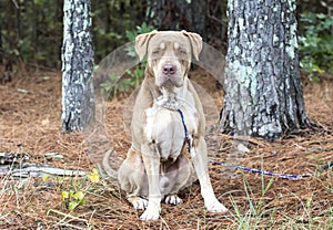 Big unneutered male Shar Pei and American Bulldog mix breed dog tied on leash outside