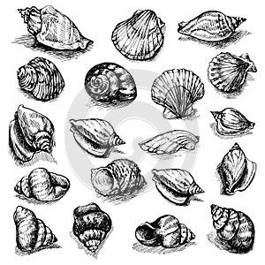 Big vector collection of sketched seashells isolated on white background. Hand-drawn sea animals set.