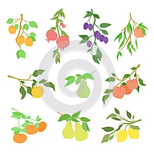 Big vector color set of fruit branches, hand drawn fruits and citrus fruits hanging on a branch with leaves
