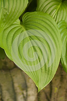 Big venation on Hosta leaf
