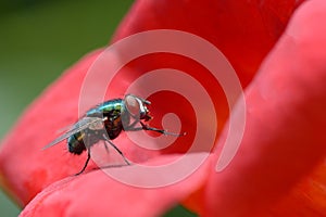 Big very beautiful blowfly on flower