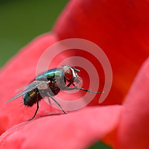 Big very beautiful blowfly on flower