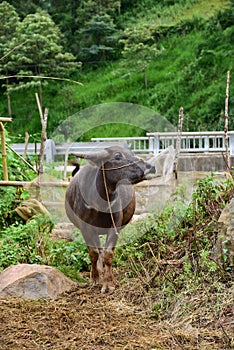 Big vietnam buffalo outside nature on green background