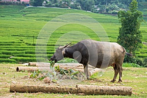 Big vietnam buffalo outside nature on green rice fields