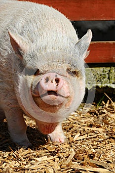 Big Vietnamese Pot-bellied Pig photo