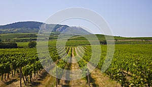 Big vineyard at a foot of Tatra mountains