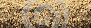 Big vintage panorama of wheat field