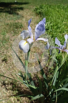 Big violet flower of Iris spuria