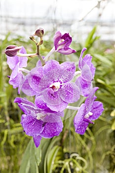 Big violet flower orchids. Beautiful blossoms close-up. Orchid flower on a branch in a garden of orchids. Thailand.