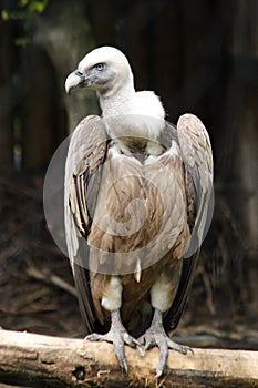 A big Vulture