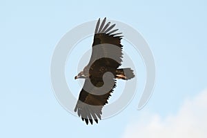 Big vulture in flight