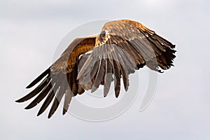 Big vulture in flight