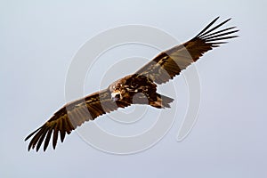 Big vulture in flight