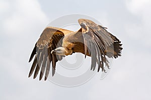 Big vulture in flight