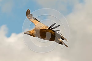 Big vulture in flight