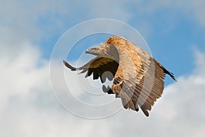 Big vulture in flight