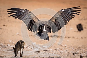 A big vulture landing in the dry sand of the Etosha National Park