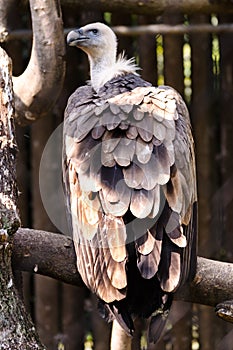 A big vulture