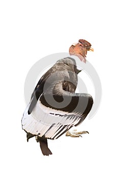 Big vulture with a tuft. On a white background