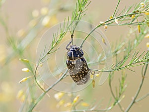 A big Walker beetle sitting on a plant