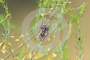 A big Walker beetle sitting on a plant