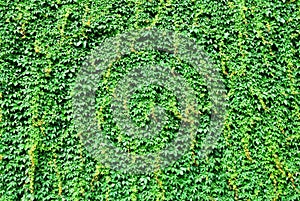 Big wall covered by green ivy leaves