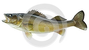 Big walleye isolated on white