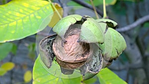 Big walnut on the tree in the garden