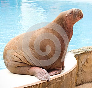 Big Walrus