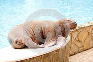 Big Walrus