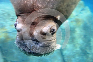 Big Walrus under water in the Aquarium in Valencia, Spain