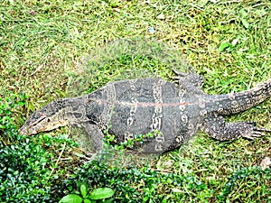 A big waran on grass at public Lumphini Park Bangkok