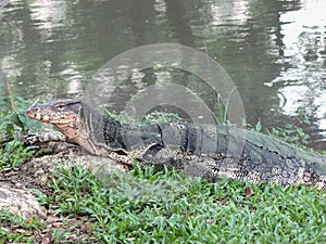 A big waran on grass at public Lumphini Park Bangkok