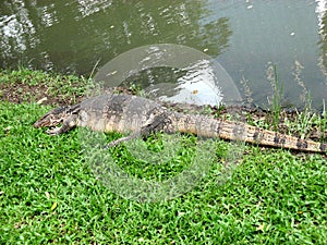 A big waran on grass at public Lumphini Park Bangkok