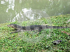 A big waran on grass at public Lumphini Park Bangkok Thailand