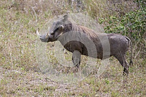 A big warthog with large tusks