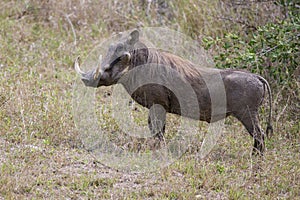 A big warthog with large tusks photo