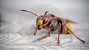 Big wasp - a hornet