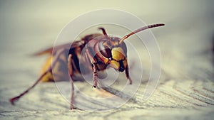 Big wasp - the hornet