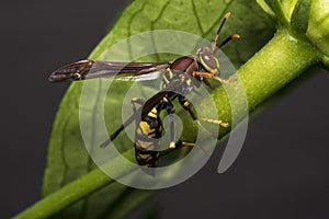 Big wasp on a leaf