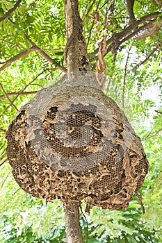 Big wasp nest